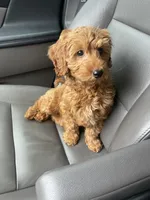 Teddy , a male Miniature Goldendoodle for sale in Rathdrum, ID – Photo 2 of 2