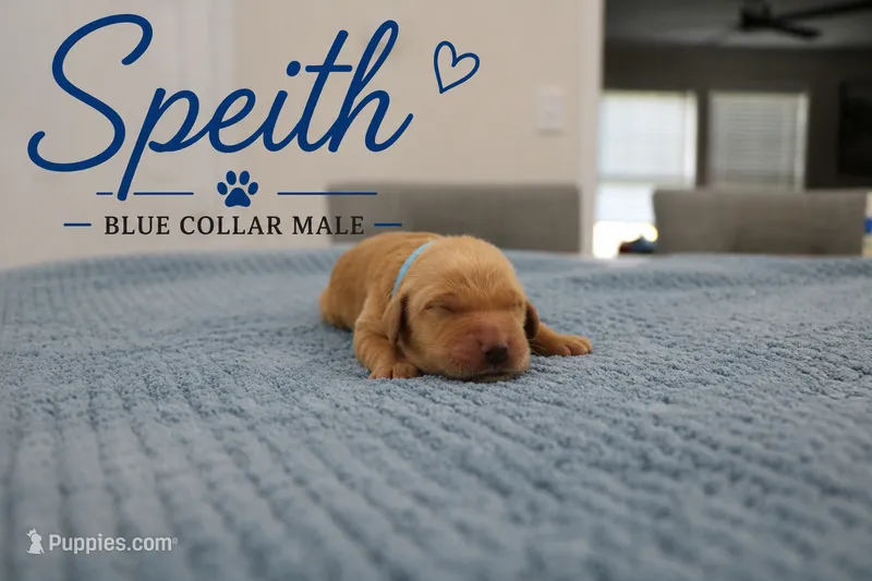 Speith – Golden Retriever puppy on hold in Taylorsville, NC