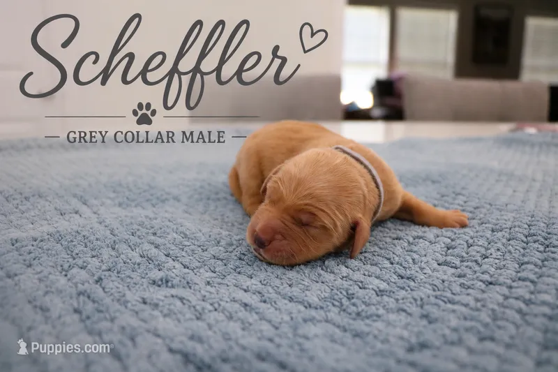 Scheffler – Golden Retriever puppy for sale in Taylorsville, NC