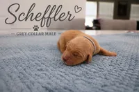 Scheffler, a male Golden Retriever for sale in Taylorsville, NC – 1 of 1