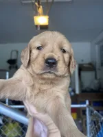 Korda, a female Golden Retriever for sale in Taylorsville, NC – 4 of 7