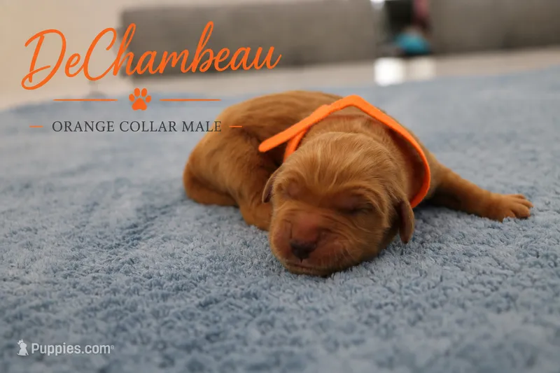 DeChambeau – Golden Retriever puppy for sale in Taylorsville, NC