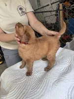Korda, a female Golden Retriever for sale in Taylorsville, NC – 7 of 7