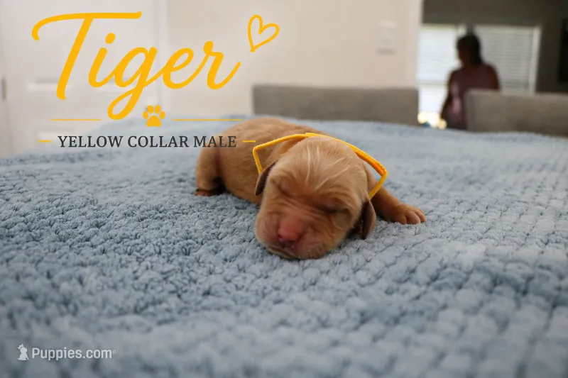 Tiger – Golden Retriever puppy on hold in Taylorsville, NC