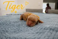 Tiger, a male Golden Retriever for sale in Taylorsville, NC – 1 of 1