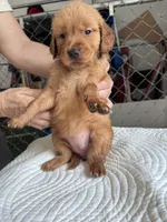 Taylor, a female Golden Retriever for sale in Taylorsville, NC – 6 of 6