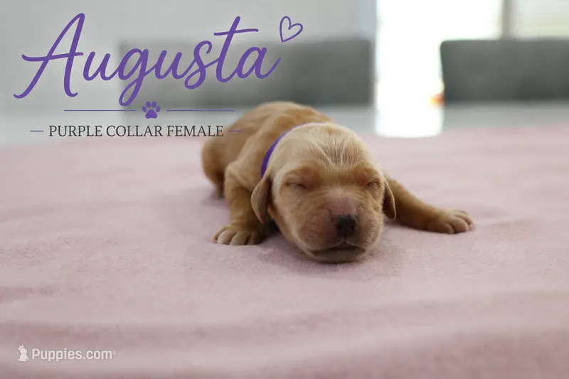 Augusta – Golden Retriever puppy for sale in Taylorsville, NC