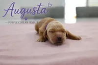 Augusta, a female Golden Retriever for sale in Taylorsville, NC – 1 of 1