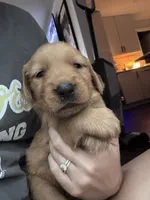 Pebble, a female Golden Retriever for sale in Taylorsville, NC – 6 of 8