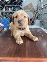 Pebble, a female Golden Retriever for sale in Taylorsville, NC – 4 of 8