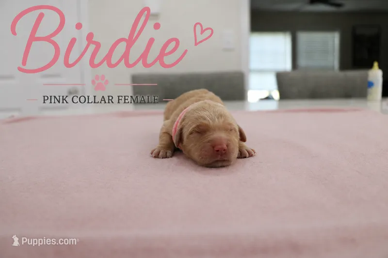 Birdie – Golden Retriever puppy for sale in Taylorsville, NC
