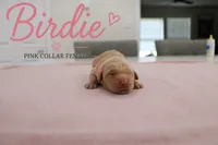 Birdie, a female Golden Retriever for sale in Taylorsville, NC – 1 of 1