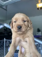 Taylor, a female Golden Retriever for sale in Taylorsville, NC – 2 of 6