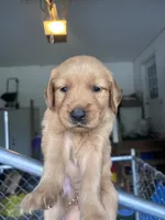 Pebble, a female Golden Retriever for sale in Taylorsville, NC – 3 of 8