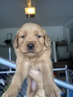Taylor, a female Golden Retriever for sale in Taylorsville, NC – 3 of 6