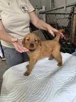 Pebble, a female Golden Retriever for sale in Taylorsville, NC – 8 of 8