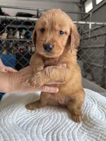 Korda, a female Golden Retriever for sale in Taylorsville, NC – 6 of 7