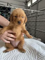Taylor, a female Golden Retriever for sale in Taylorsville, NC – 5 of 6