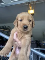 DeChambeau, a male Golden Retriever for sale in Taylorsville, NC – 3 of 3