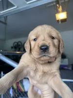 Korda, a female Golden Retriever for sale in Taylorsville, NC – 5 of 7
