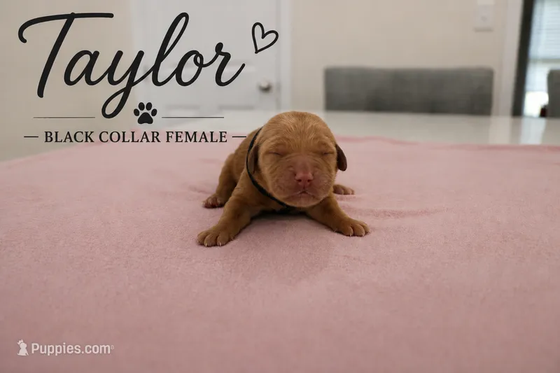 Taylor – Golden Retriever puppy for sale in Taylorsville, NC