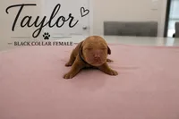 Taylor, a female Golden Retriever for sale in Taylorsville, NC – 1 of 1