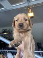 Pebble, a female Golden Retriever for sale in Taylorsville, NC – 7 of 8