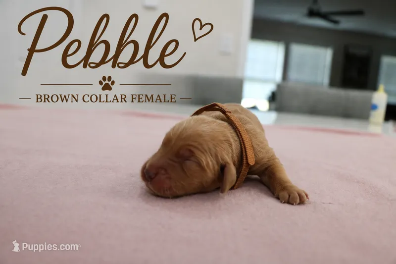 Pebble – Golden Retriever puppy for sale in Taylorsville, NC