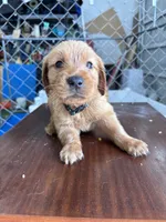 Pebble, a female Golden Retriever for sale in Taylorsville, NC – 5 of 8