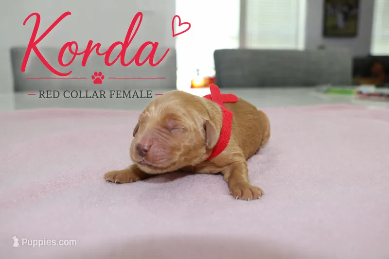 Korda – Golden Retriever puppy for sale in Taylorsville, NC