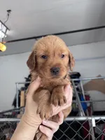 Taylor, a female Golden Retriever for sale in Taylorsville, NC – 4 of 6