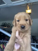 DeChambeau, a male Golden Retriever for sale in Taylorsville, NC – 2 of 3