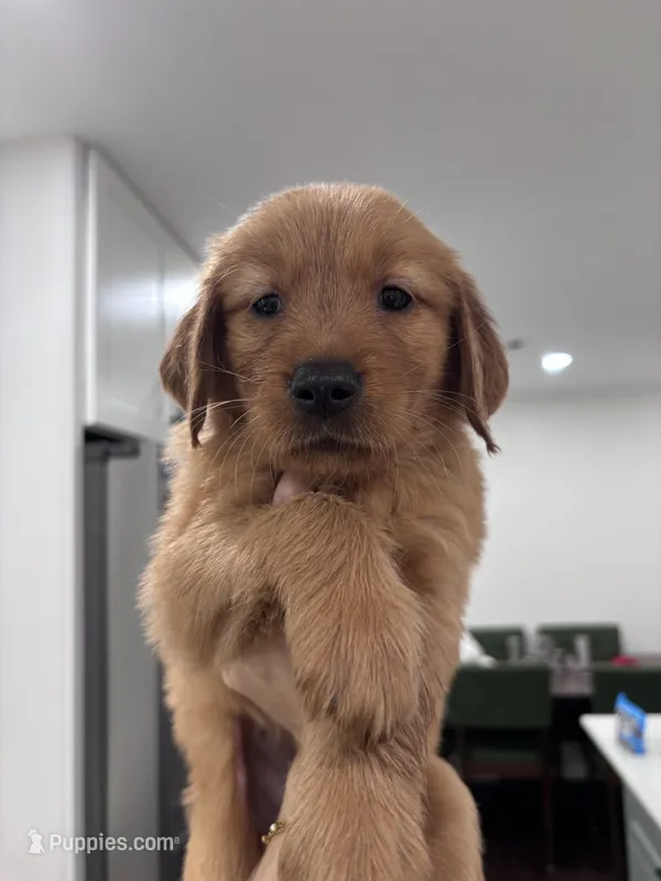 Pebble – Golden Retriever puppy for sale in Taylorsville, NC