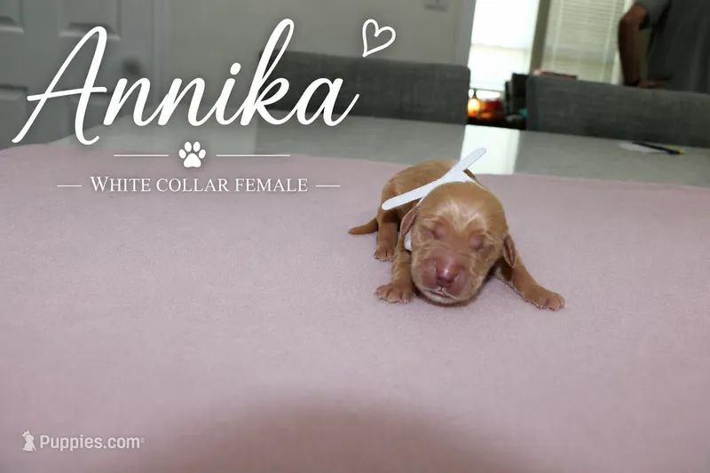 Annika – Golden Retriever puppy for sale in Taylorsville, NC