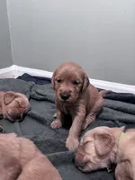 Korda, a female Golden Retriever for sale in Taylorsville, NC – 2 of 7