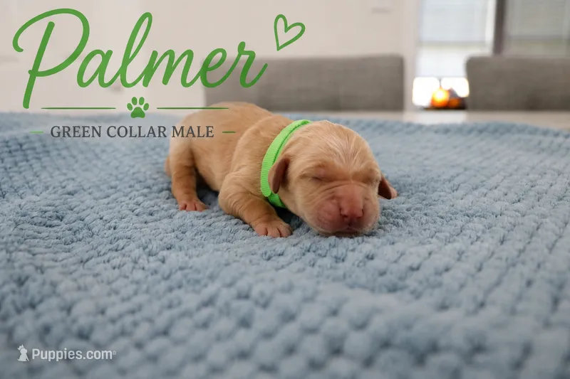 Palmer – Golden Retriever puppy for sale in Taylorsville, NC