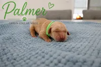 Palmer, a male Golden Retriever for sale in Taylorsville, NC – 1 of 1