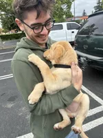 Major , a male Labrador Retriever for sale in San Diego, CA – Photo 8 of 8
