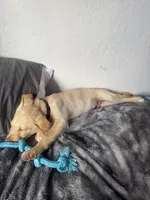 Major , a male Labrador Retriever for sale in San Diego, CA – Photo 6 of 8