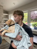 Major , a male Labrador Retriever for sale in San Diego, CA – Photo 7 of 8