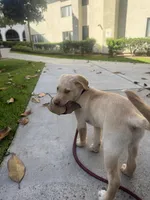 Major , a male Labrador Retriever for sale in San Diego, CA – Photo 3 of 8