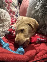 Major , a male Labrador Retriever for sale in San Diego, CA – Photo 5 of 8