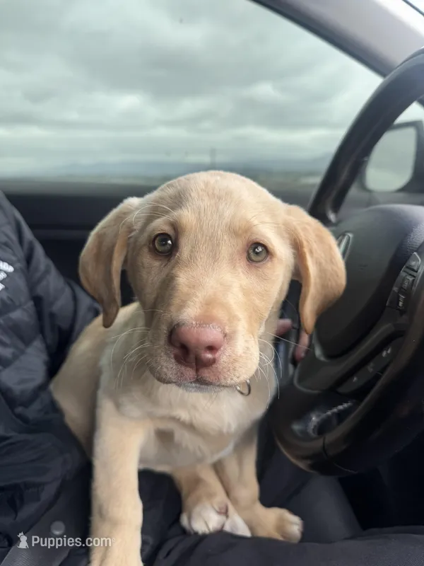 Major  – Labrador Retriever puppy for sale in San Diego, CA