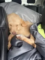 Major , a male Labrador Retriever for sale in San Diego, CA – Photo 2 of 8