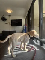 Major , a male Labrador Retriever for sale in San Diego, CA – Photo 4 of 8