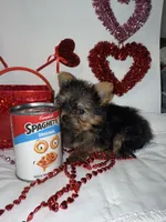 Tater Tot, a male Yorkshire Terrier for sale in Mountain Home, AR – Photo 6 of 6