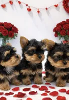 Tater Tot, a male Yorkshire Terrier for sale in Mountain Home, AR – Photo 5 of 6