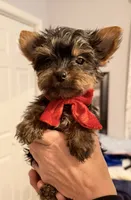 Tater Tot, a male Yorkshire Terrier for sale in Mountain Home, AR – Photo 3 of 6