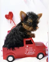 Tater Tot, a male Yorkshire Terrier for sale in Mountain Home, AR – Photo 2 of 6