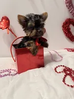 Tater Tot, a male Yorkshire Terrier for sale in Mountain Home, AR – Photo 1 of 6